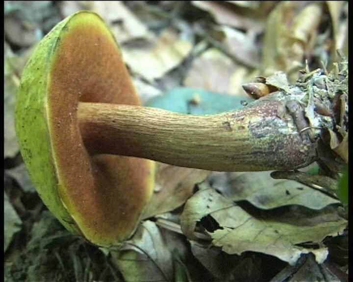 Winkel   ( FRA )   28.08.2004    1 Serie